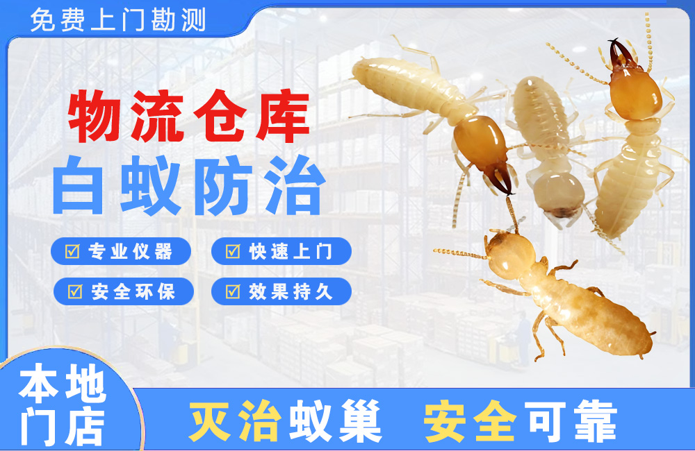 清远物流仓库白蚁防治