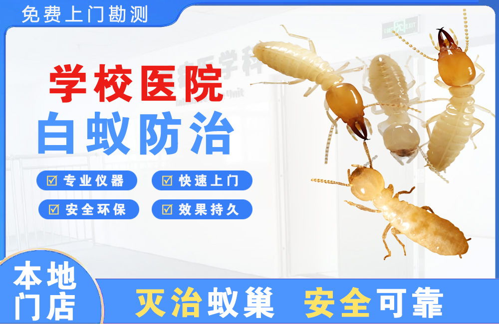 清远学校医院白蚁防治