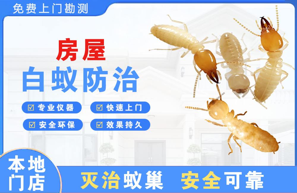清远房屋白蚁防治